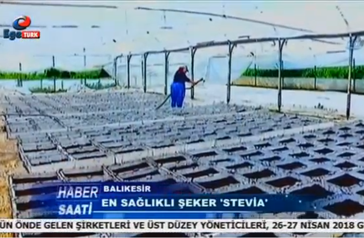 Ege Türk TV Stevia Gıda Tanıtımı